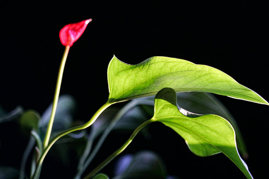 Red Pink Peace Lily With Green Leaves On Black Background