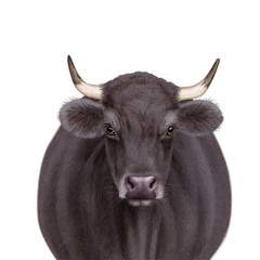 vache laitière, de face, animal, ferme, bétail, agriculture,  noir  , taureau,  gazon, champ, alpage, lait, mammifère, bétail, prairie, boeuf, tête, bovin, blanc, nature, portrait, vert, exploitation 