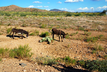 two brown donkeys grazing on dry desert field
