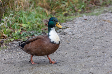 Mallard Domestic Duck Hybrid