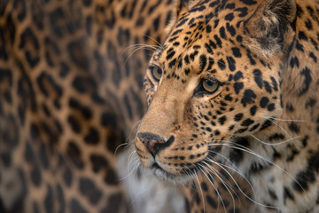 Fototapeta na wymiar Leopard Portrait