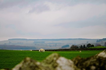Sheep Landscape