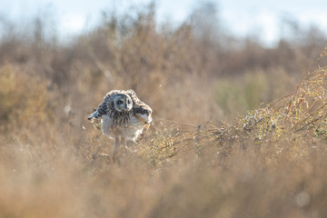 Short eared owl