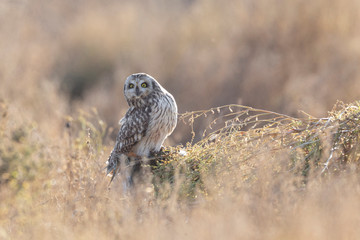 Short eared owl