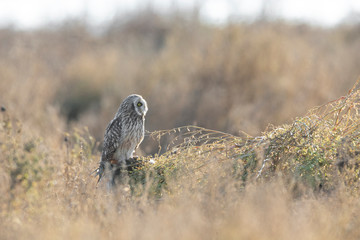 Short eared owl