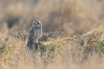 Short eared owl