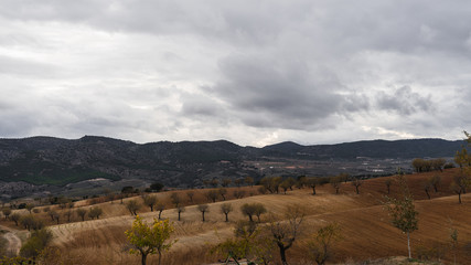 Obraz premium Campo de almendros que se acaba de labrar