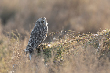 Short eared owl
