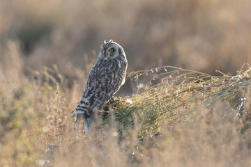Short eared owl