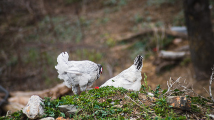 Gallos y gallinas en el campo