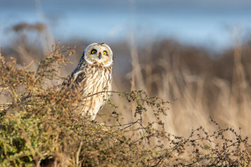 Short eared owl