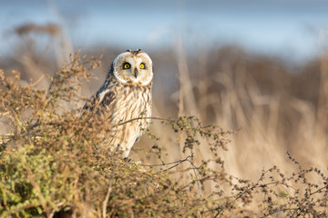 Short eared owl