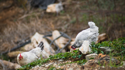 Gallos y gallinas en el campo