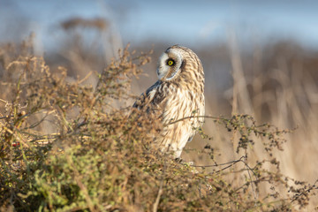 Short eared owl