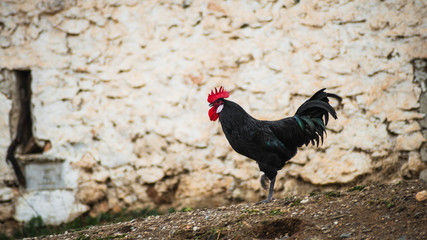 Gallos y gallinas en el campo