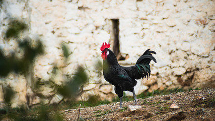 Gallos y gallinas en el campo