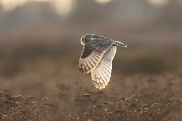 Short eared owl