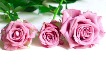 Naklejka premium Pink roses on white background