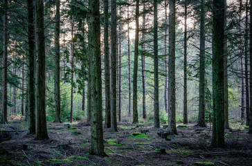 Fototapeta premium Pine trees, Hemsted forest, Kent, England