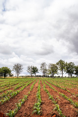 little corn field in Brazil