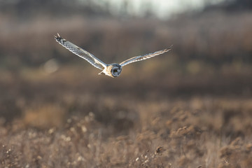 Short eared owl
