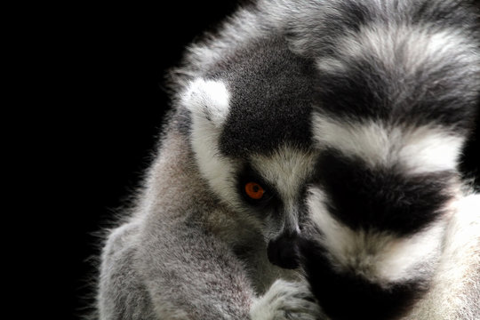 Portrait of a ring-tailed lemur, Indonesia