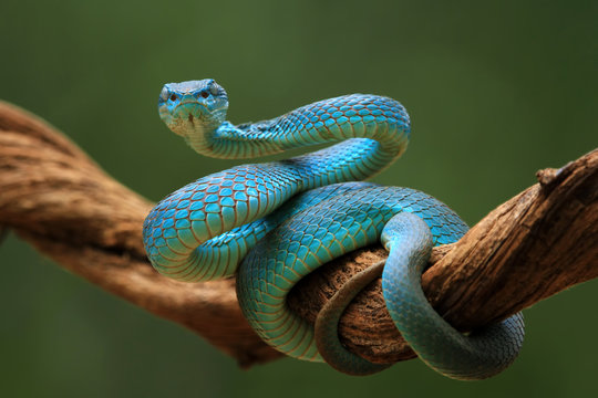 Blue viper snake on branch ready to attack, Indonesia