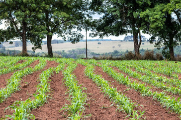 Fototapeta na wymiar little corn field in Brazil