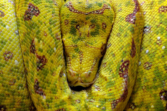 Close-up of a coiled Yellow tree python snake on a branch sleeping, Indonesia