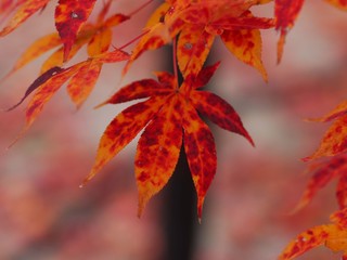 オオモミジの紅葉