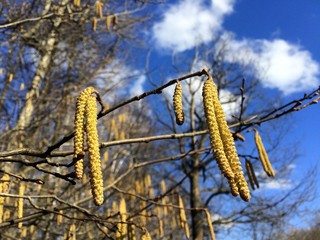 Flowering birch catkins on the background of the spring blue sky with white clouds. They are used in medicine, but their pollen can cause an Allergy attack. From mobile phone 2017. 