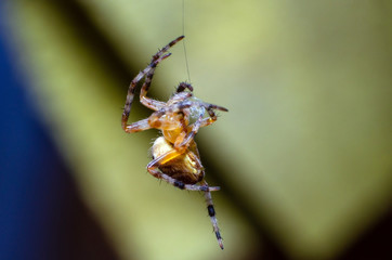 The spider sits on a cobweb in anticipation of a victim