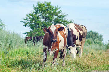 Obraz premium Cows graze in a field on green grass