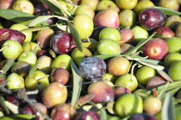Fresh harvested olives close up