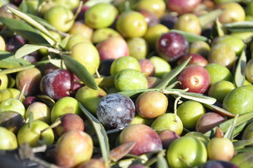 Fresh harvested olives close up