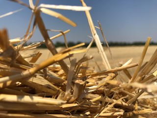 Straw on the background of the sloping field, forest and sky. Agricultural landscape in yellow and blue colors mobile Photo in 2016, Russia