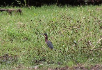 bird in the grass