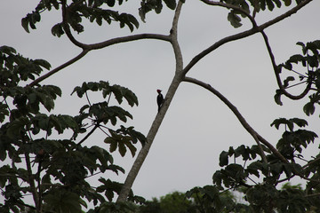 Bird climbing a tree