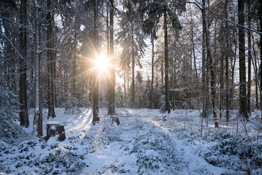 Forest glade in winter with sunlight