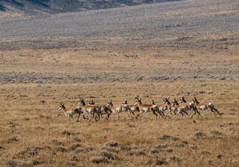 Fototapeta na wymiar Pronghorn Running in the Desert