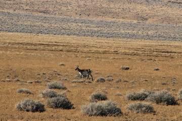 Naklejka na ściany i meble Lone Pronghorn in Desert