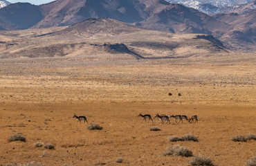 Pronghorns with Cows in the Desert