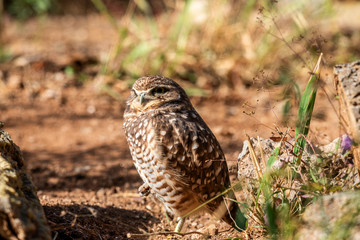 Burrowing Owl