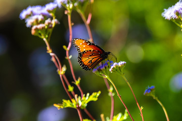 Butterfly on a flower