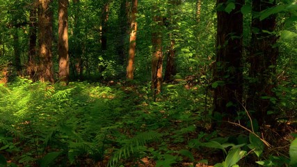 Wood, Forest, Trees, Green Leaves, Summer, Nature, Bracken, Fern.