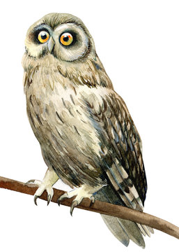 forest owl watercolor illustration, hand drawing, a collection of elements on an isolated white background