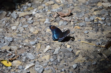 PA butterfly