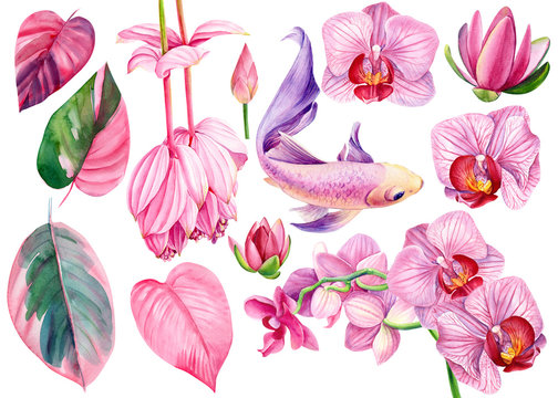 large set of pink flowers lotuses, orchid, ficus leaves and beautiful carp fish, watercolor illustration, hand drawing, collection of elements on an isolated white background