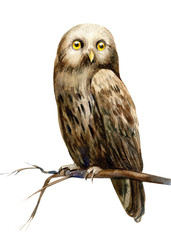 forest owl watercolor illustration, hand drawing, a collection of elements on an isolated white background