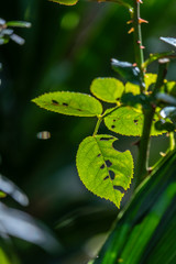 Folha de roseira na natureza